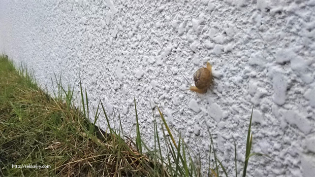 小雨の中、隣家の外壁を登るカタツムリ