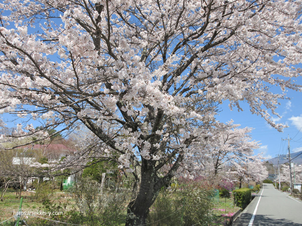小淵沢　満開の桜