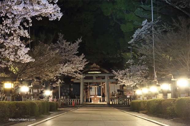 甲府市　武田神社の桜