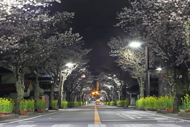 甲府市　武田通り沿いの桜