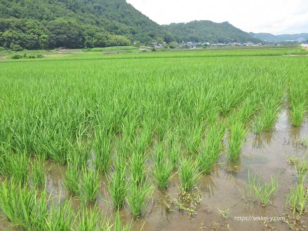 令和5年韮崎市の田植え