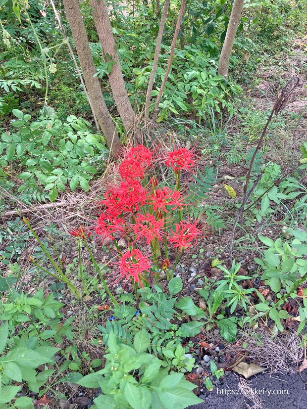 茅ヶ岳　彼岸花　赤い花