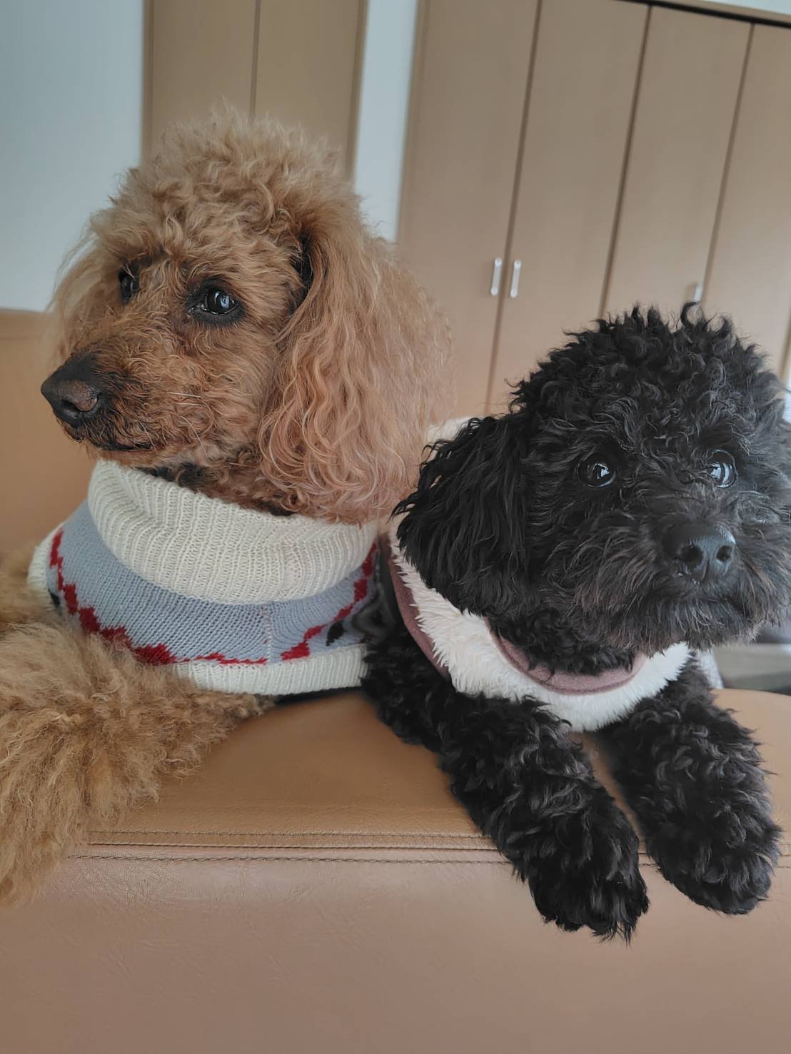 トイプードル　ハンクとアルク