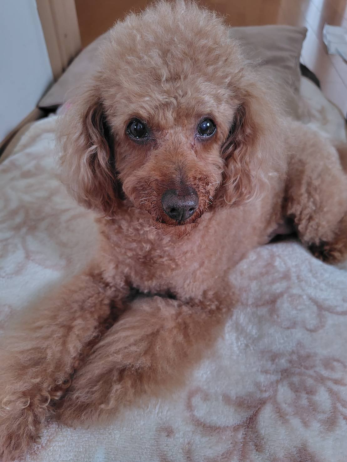 トイプードル　ハンク１４歳