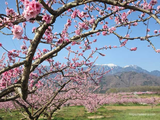 新府城近くの桃の花と雪の鳳凰三山