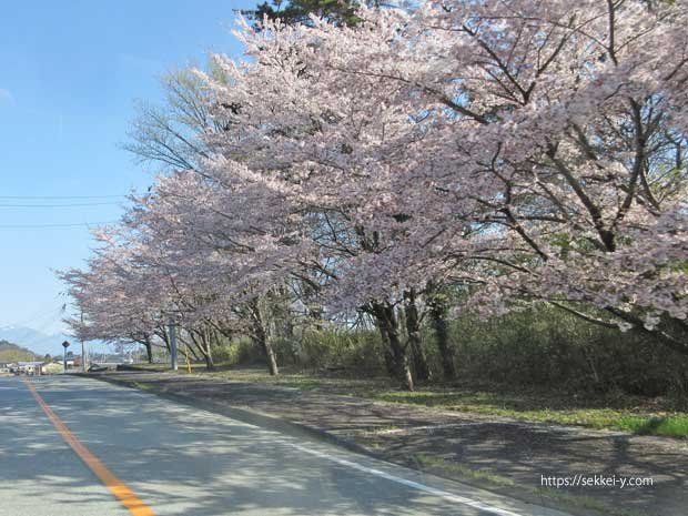 七里岩ラインの沿道の満開の桜と八ヶ岳