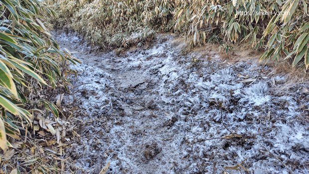竜ヶ岳登山道　５０㎜くらいの霜柱