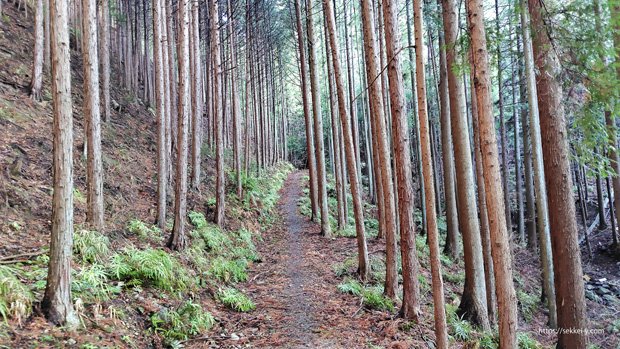 武田の杜　美しく整備された登山道
