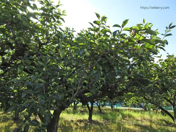 山梨県昭和町 8月の柿