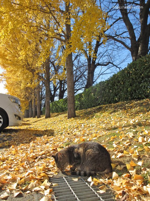 小瀬スポーツ公園の紅葉と猫