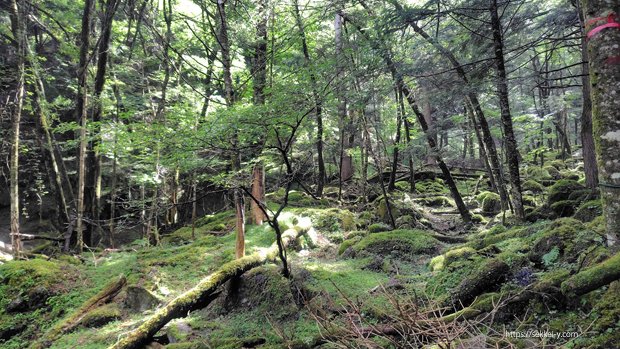 美しい緑の登山道 八ヶ岳