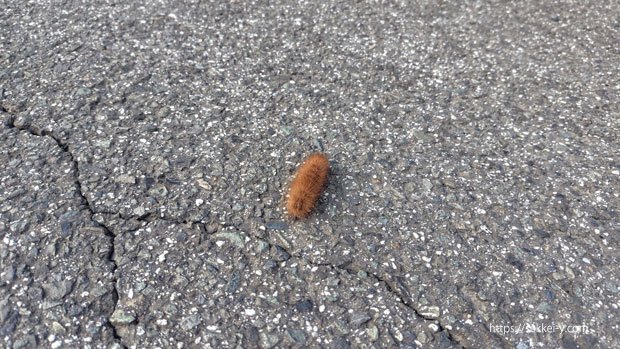 道路を渡る毛虫