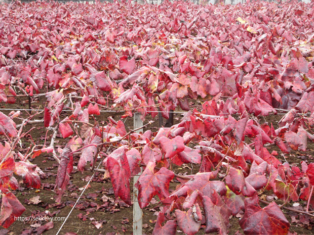 真っ赤に染まるブドウ畑の紅葉