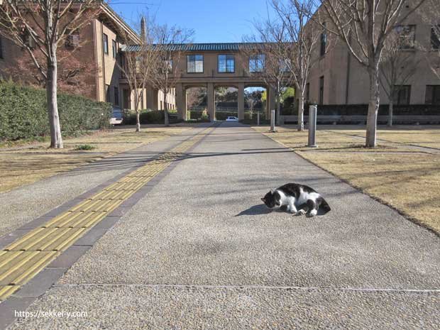 山梨県庁くつろぐ猫