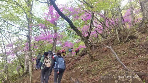 山梨百名山 雁ヶ腹摺山　登山道のツツジ