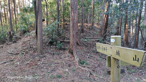 樹林帯のハセツネ30試走