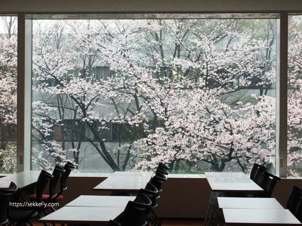 会議室の大きな窓から見る桜