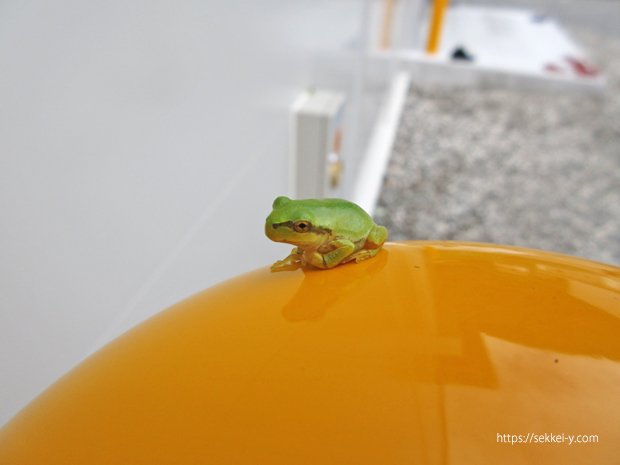 身延町で建設中の倉庫 二ホンアマガエル ガードポール