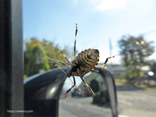 カメムシのお腹