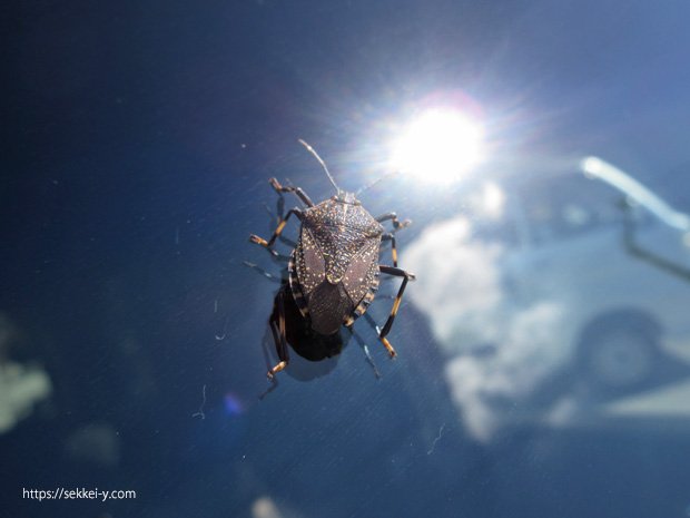 光に集まるカメムシ