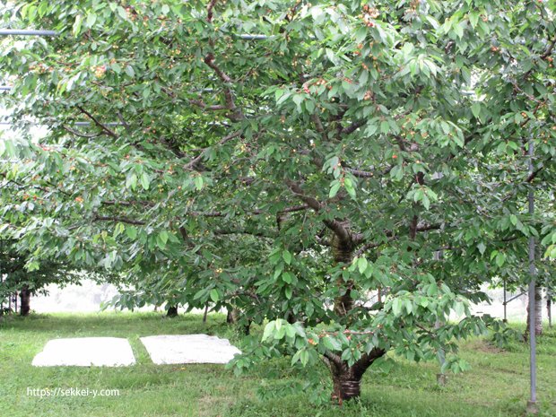 令和6年5月16日　南アルプス市　木にたくさん実るサクランボ