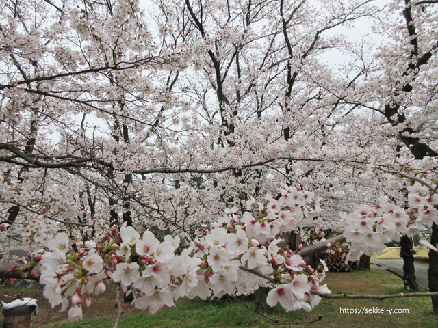 北巨摩合同庁舎　満開の桜