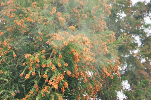 スギ花粉　花粉症