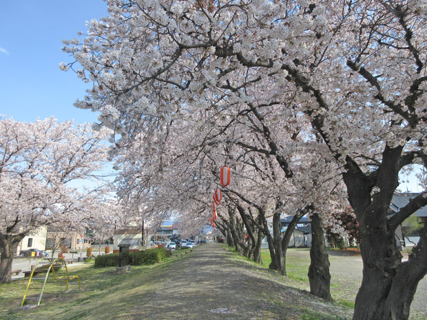 山梨県昭和町での満開の桜