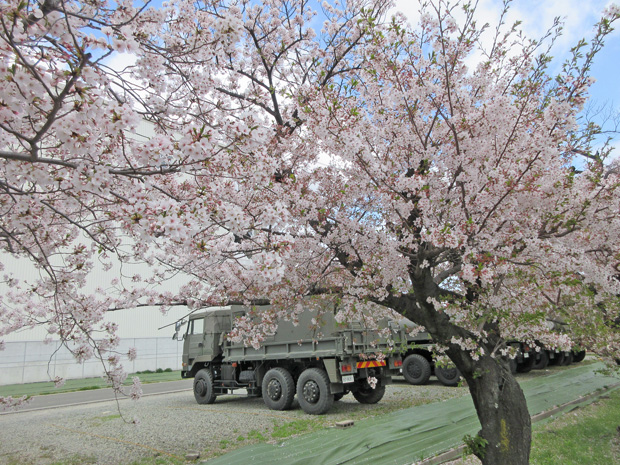 千僧駐屯地の桜