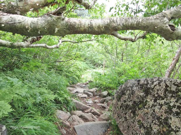 登山道の倒木