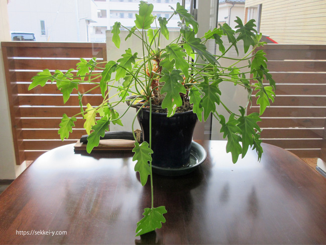 12年一緒に成長する観葉植物