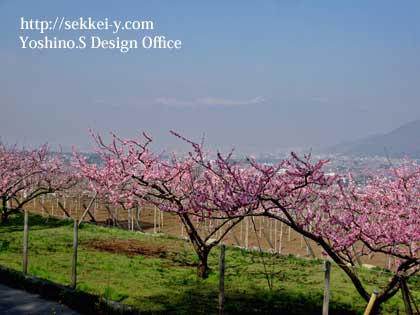 笛吹市　桃の花