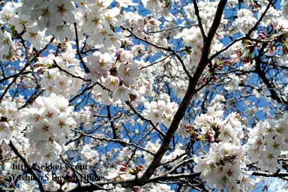 山梨県　甲府市のさくら　桜　サクラ