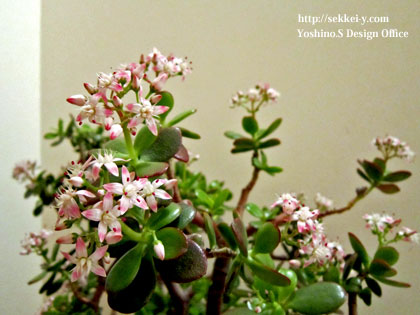 金のなる木の花　開花