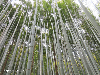 山梨県南部町　タケノコ