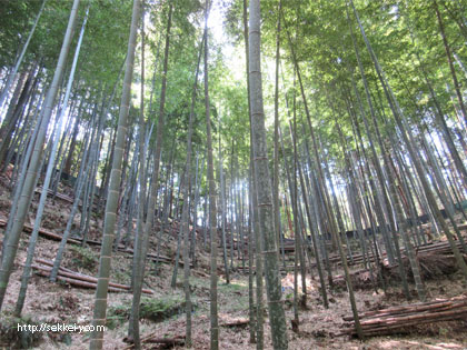 2018年　南部町　タケノコ狩り