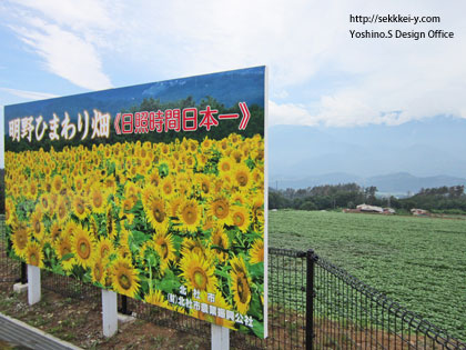 2014年７月17日　明野のひまわり