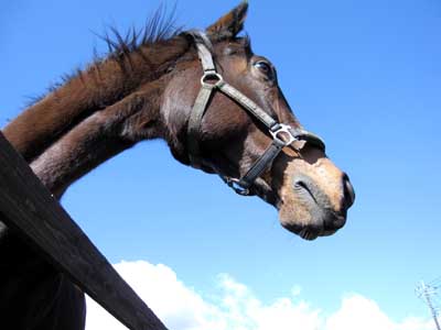 清里の牧場の馬