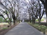 満開の真原桜並木の桜2