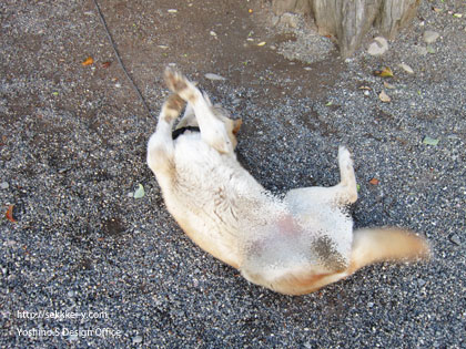 恵林寺の玄ちゃん