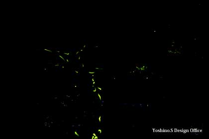 夜空を舞うホタル