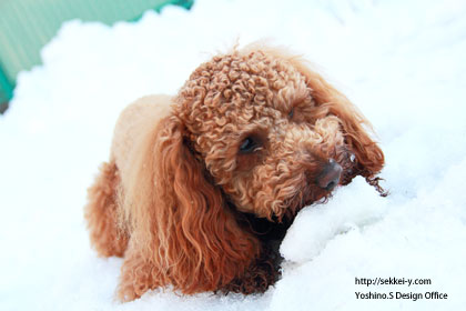 のどが渇いて雪をなめる