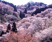 吉野町 吉野山と桜