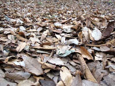 11月下旬の八ヶ岳