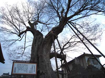 正一位神社の大ケヤキ1