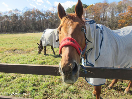 カメラ目線の馬