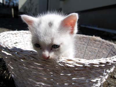 小さな子猫