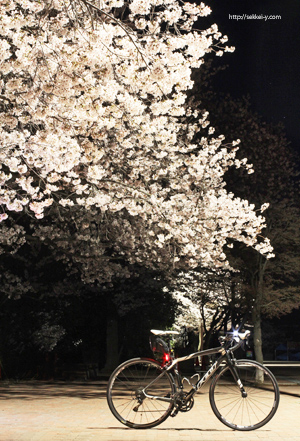 小瀬スポーツ公園の桜とロードバイク