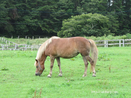 清里高原の馬　牧場