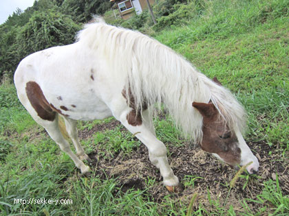 清里高原　馬　牧場　乗馬